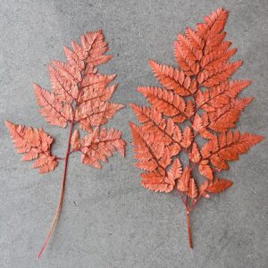 Leatherleaf Ferns, Coral Orange, Preserved 40cm
