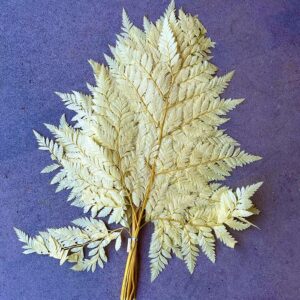 Leatherleaf Ferns, Lemon Yellow, Preserved, 40cm