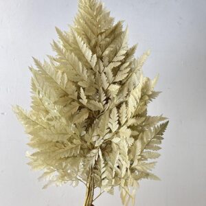 Leatherleaf Ferns, Khaki, Preserved, 40cm