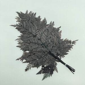 Leatherleaf Ferns, Black, Preserved, 40cm