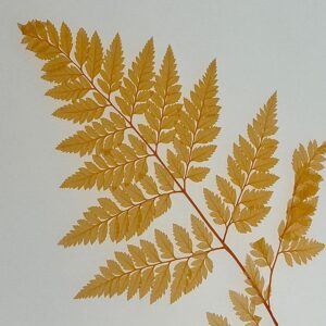 Leatherleaf Ferns, Peach, Preserved, 40cm