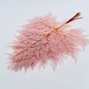 Leatherleaf Ferns, Pale Pink, Preserved, 45cm