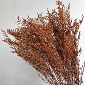 Limonium Caspia, Dark Orange, Preserved (Sea Lavender) up to 70cm