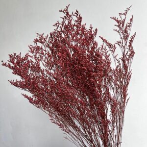 Limonium Caspia, Dark Red, Preserved (Sea Lavender) up to 70cm