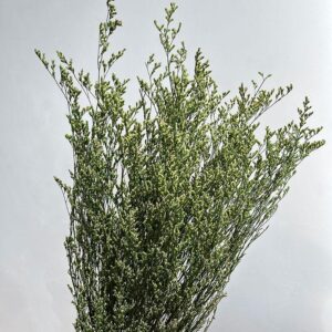 Limonium Caspia, Green, Preserved (Sea Lavender) up to 70cm