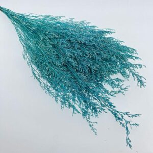 Limonium Caspia, Aqua Blue, Preserved, (Sea Lavender) 70cm