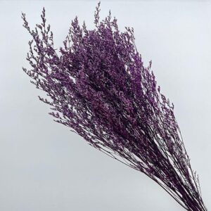Limonium Caspia, Magenta Purple, Preserved (Sea Lavender) up to 70cm