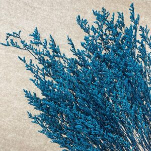 Limonium Caspia, Deep Marine Blue, Preserved, (Sea Lavender) 70cm