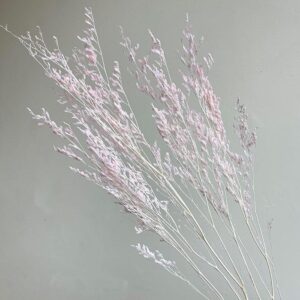 Limonium Caspia, Pale Pink, Preserved (Sea Lavender) 70cm