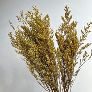 Limonium Caspia, Warm Yellow, Preserved (Sea Lavender) up to 70cm