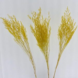 Limonium Caspia, Yellow, Preserved (Sea Lavender) 70cm