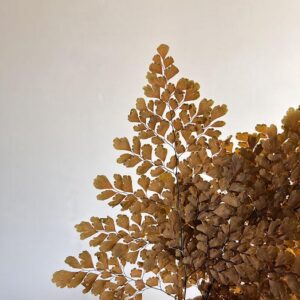 Lutti Ferns, Rusty Ochre, Preserved (Verdissimo®) 25cm