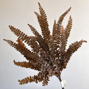 Maidenhair Ferns, Rusty Orange, Preserved (Verdissimo®) 25cm