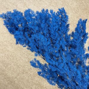 Ming Ferns, Deep Blue, Preserved (Asparagus myriocladus) 60cm