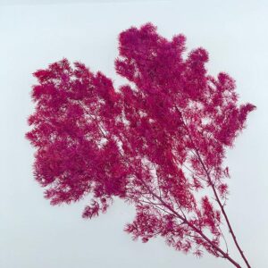 Ming Ferns, Deep Pink, Preserved (Asparagus myriocladus) 50cm