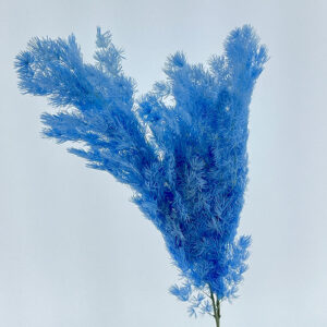 Ming Ferns, Blue, Preserved (Asparagus myriocladus) 70cm