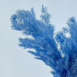 Ming Ferns, Pale Blue, Preserved (Asparagus myriocladus) 60cm