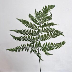 Mini Ferns, Green, Preserved 50cm