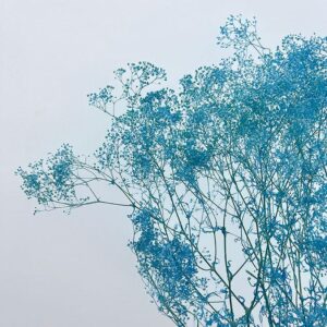 Gypsophila, Mini, Light Blue, Preserved (Baby’s Breath) sprigs up to 50cm