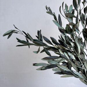 Olive Tree Branches, Dark Green, Preserved (Olea Europaea) up to 60cm