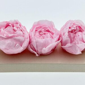 Peony, Pale Pink, Preserved, x3 blooms, 4-6cm (Verdissimo®)
