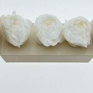 Peony, White, Preserved, x3 blooms, 4-6cm (Verdissimo®)