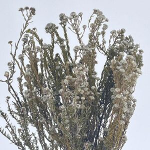 Phylica Ericoides, Natural Grey White, Preserved, 40cm