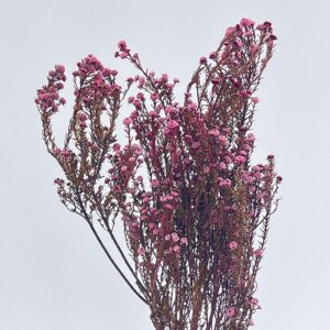 Phylica Ericoides, Pink, Preserved, 40cm