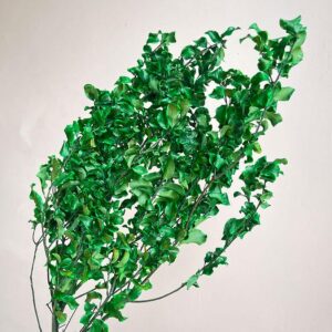 Pittosporum, Green, Preserved, up to 50cm