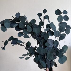 Eucalyptus Populus, Dark Aqua Blue, Preserved, up to 70cm