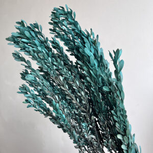 Phylica Featherhead, Jade Blue Green, Preserved (Verdissimo®) 45cm