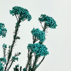 Rice Flower, Aqua Blue, Preserved (Ozothamnus) 65cm