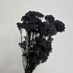 Rice Flower, Black, Preserved (Ozothamnus) 65cm