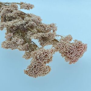Rice Flower, Blush Pink, Preserved (Ozothamnus) 70cm