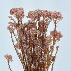 Rice Flower, Blush Pink, Preserved (Ozothamnus) 70cm