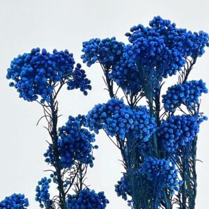 Rice Flower, Cobalt Blue, Preserved (Ozothamnus) 65cm