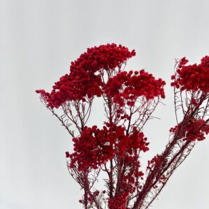 Rice Flower, Dark Red, Preserved (Ozothamnus) 65cm