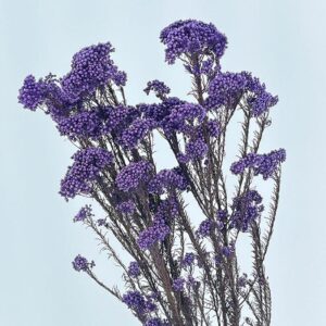 Rice Flower, Deep Lilac, Preserved (Ozothamnus) 70cm