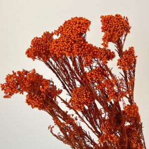 Rice Flower, Deep Orange, Preserved (Ozothamnus) 70cm