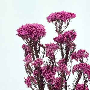 Rice Flower, Ice Pink, Preserved (Ozothamnus) 70cm