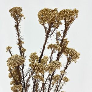 Rice Flower, Pale Khaki, Preserved (Ozothamnus) 65cm