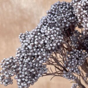 Rice Flower, Mushroom, Preserved (Ozothamnus) 70cm