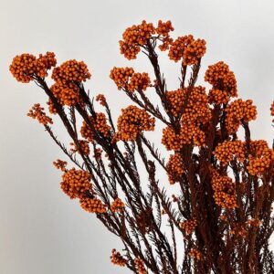 Rice Flower, Orange, Preserved (Ozothamnus) 70cm