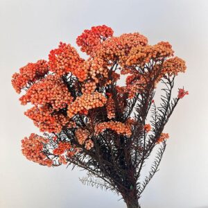 Rice Flower, Orange Shades, Preserved (Ozothamnus) 60cm