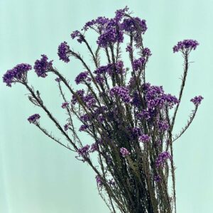 Rice Flower, Pale Violet, Preserved (Ozothamnus) 70cm