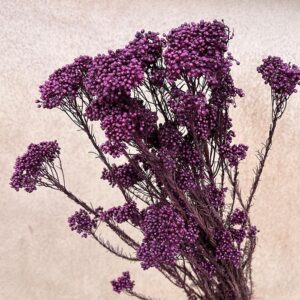 Rice Flower, Purple, Preserved (Ozothamnus) 70cm