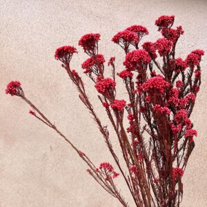 Rice Flower, Red, Preserved (Ozothamnus) 70cm