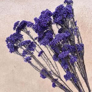 Rice Flower, Deep Violet Purple, Preserved (Ozothamnus) 70cm
