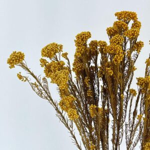 Rice Flower, Warm Yellow, Preserved (Ozothamnus) 65cm