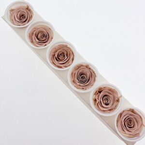 Roses, Antique Pink, Preserved, x6 blooms, 6cm (Kiara®)